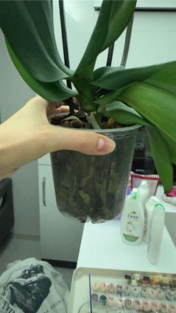 https://user-images.myplantin.com/prod/comments/316c7416-7254-4468-9853-d61a763d91c9.jpg