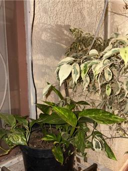 https://user-images.myplantin.com/prod/comments/31b73749-cfc1-48a8-a04d-71d583e69d05.jpg