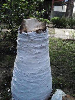 https://user-images.myplantin.com/prod/comments/3235037e-0f10-4f96-98fc-8fdfc03d7a2a.jpg