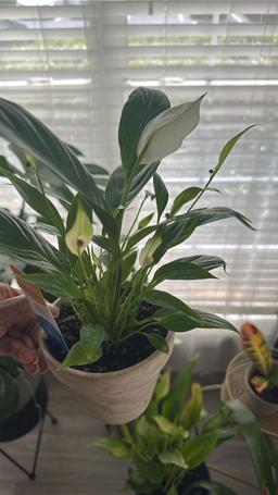 https://user-images.myplantin.com/prod/comments/40f1d691-6bf8-4ca5-8863-3b8c7ecb6561.jpg