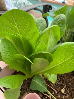 https://user-images.myplantin.com/prod/comments/41adcb9b-ae24-4e19-a8ef-aa84b22d16ef.jpg
