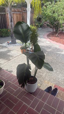 https://user-images.myplantin.com/prod/comments/49e47237-d64f-41d6-8652-e9bd2c78fd37.jpg