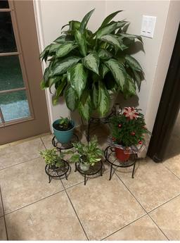 https://user-images.myplantin.com/prod/comments/4c724e18-7bad-414b-9c51-204c0c14dc34.jpg