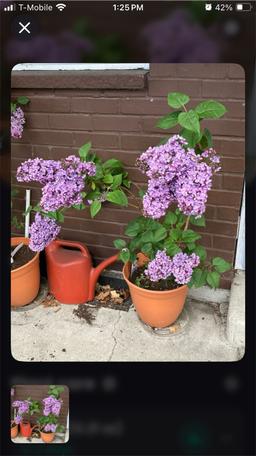 https://user-images.myplantin.com/prod/comments/5052ee37-72af-4f26-bb06-92e069f1d056.jpg