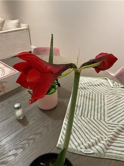https://user-images.myplantin.com/prod/comments/50a30637-b053-49c5-81aa-6b6e7673efc1.jpg