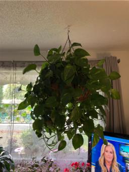 https://user-images.myplantin.com/prod/comments/510c611f-0e29-4b9b-a922-6972af0bdf41.jpg
