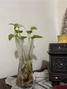 https://user-images.myplantin.com/prod/comments/534fe778-4783-445a-9ed3-7817bb835dc9.jpg