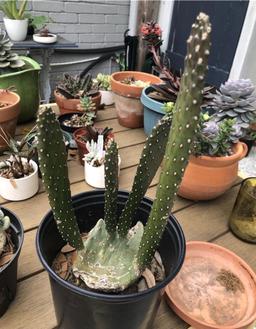 https://user-images.myplantin.com/prod/comments/560238b1-d636-423b-9e91-6e9383ed6011.jpg