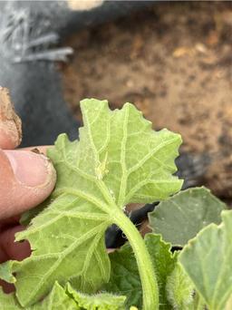https://user-images.myplantin.com/prod/comments/560c0ecd-425e-4293-ab86-65b5ee025b1a.jpg