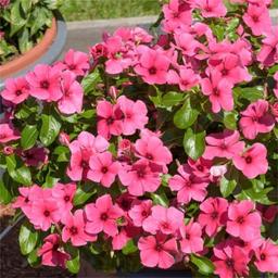 https://user-images.myplantin.com/prod/comments/5a8e2542-3c59-4bc4-abd9-a6eb9ddfbe32.jpg