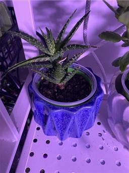https://user-images.myplantin.com/prod/comments/5ab5ec40-972f-49fa-8578-04cac59ae426.jpg