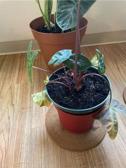 https://user-images.myplantin.com/prod/comments/5b392f22-7c88-4256-b006-7f8286a75acd.jpg