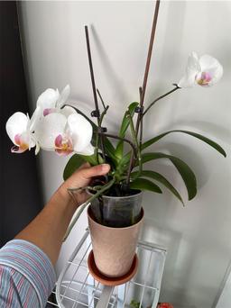 https://user-images.myplantin.com/prod/comments/5cfc336b-7c9a-491c-a6db-6ad486ca1ccf.jpg