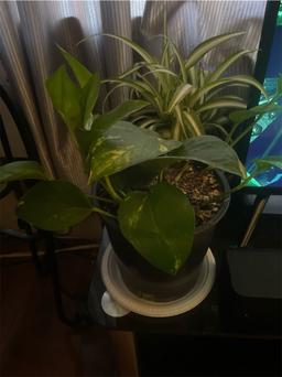 https://user-images.myplantin.com/prod/comments/68fa37f9-9e22-4437-bec8-a7040d373fd0.jpg