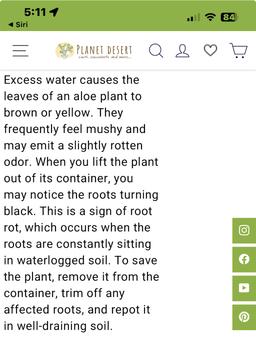 https://user-images.myplantin.com/prod/comments/6cd65dae-662e-4dab-b947-1844c328c2f0.jpg