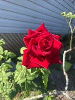 https://user-images.myplantin.com/prod/comments/7064b327-9e27-4758-915e-e13d4f3ad20a.jpg