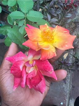 https://user-images.myplantin.com/prod/comments/7782f9ad-f06e-4e3b-8533-e5c58be61ba9.jpg