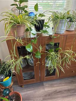 https://user-images.myplantin.com/prod/comments/7c012234-e69f-4db5-af91-b20e1768211b.jpg