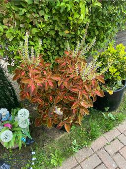 https://user-images.myplantin.com/prod/comments/7e149f74-68b3-4e5c-aae9-f7ee98555787.jpg