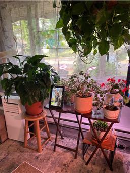 https://user-images.myplantin.com/prod/comments/7eb4464e-8c1a-4f90-a133-c38919077a88.jpg