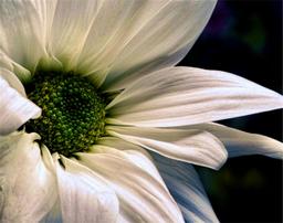 https://user-images.myplantin.com/prod/comments/7ecc9fad-fdef-4be3-99bc-2cc668bd12c5.jpg