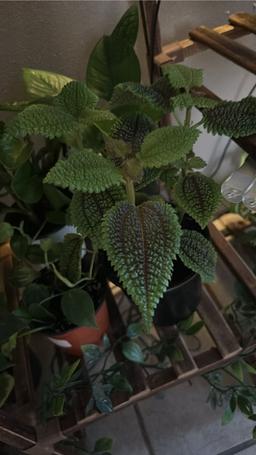 https://user-images.myplantin.com/prod/comments/7f0b2ba8-2cb7-423b-a7e5-94910e8d9ec2.jpg