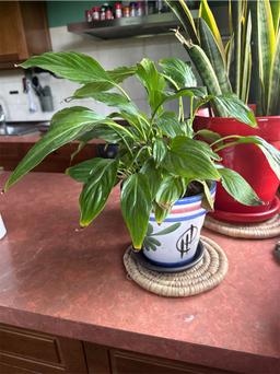 https://user-images.myplantin.com/prod/comments/86b6ed37-cabf-404a-aecf-150554b8e034.jpg