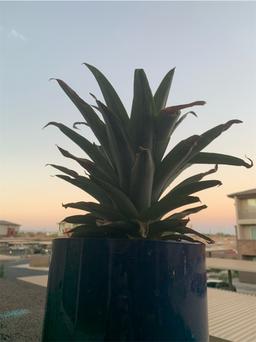 https://user-images.myplantin.com/prod/comments/87c31fbb-2b28-4375-8240-69a8dd6189ef.jpg