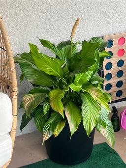 https://user-images.myplantin.com/prod/comments/8a821e55-f841-4a29-b334-ce080e14f117.jpg