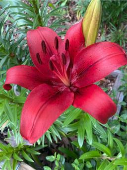https://user-images.myplantin.com/prod/comments/8a93e2e9-e11f-4fb7-a917-ce16f4bae37d.jpg