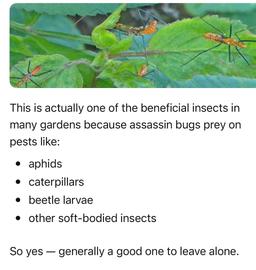 https://user-images.myplantin.com/prod/comments/8b66e612-f1a1-49e7-b735-5e5b1eceaac8.jpg
