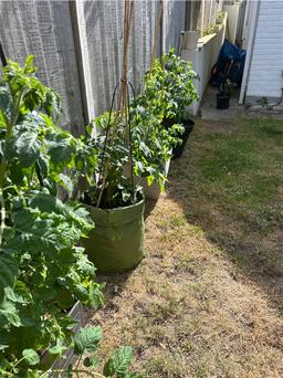 https://user-images.myplantin.com/prod/comments/8ede3a65-7faa-47bd-9fc2-f80c434b4872.jpg