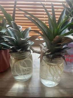 https://user-images.myplantin.com/prod/comments/90a786d1-7ec9-4c12-9ae4-e5100b6ccd55.jpg