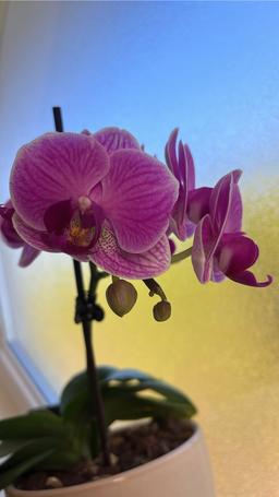 https://user-images.myplantin.com/prod/comments/90bf83bd-2583-4179-b22b-ee58a166e84c.jpg