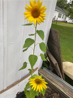 https://user-images.myplantin.com/prod/comments/93245fc1-dc44-4568-8aff-f821f0279146.jpg