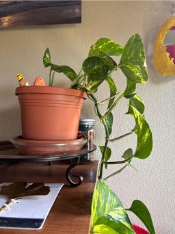 https://user-images.myplantin.com/prod/comments/950ba650-582b-416c-ad06-58d2e4ef0f3b.jpg