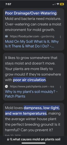 https://user-images.myplantin.com/prod/comments/971d98fc-cd42-4cd7-a79e-e5f3a598e2d3.jpg