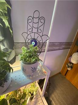 https://user-images.myplantin.com/prod/comments/99ed530c-1f65-4dba-96c4-0509934cce4f.jpg