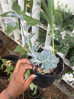 https://user-images.myplantin.com/prod/comments/9ba167e0-408d-4705-bf34-f3e5c426d2e1.jpg