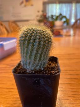 https://user-images.myplantin.com/prod/comments/9c166c5b-8f9c-4c70-863d-acd5aefc9b4e.jpg