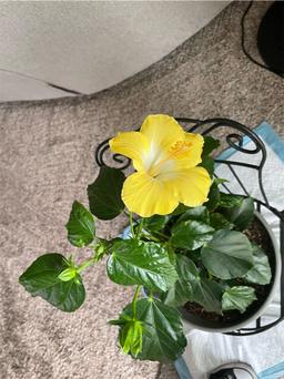 https://user-images.myplantin.com/prod/comments/a63878b0-c045-49bd-8177-6b97f7636445.jpg