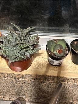 https://user-images.myplantin.com/prod/comments/a65512d9-9db2-4084-9814-5b0686174c69.jpg