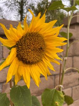 https://user-images.myplantin.com/prod/comments/aa8d8c9b-83e3-4906-949e-11148428c166.jpg