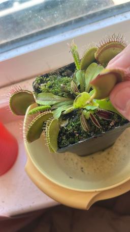 https://user-images.myplantin.com/prod/comments/aaf83b0a-48e8-4f1f-8f4a-f79c3259edd0.jpg