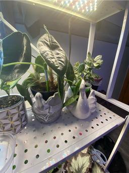 https://user-images.myplantin.com/prod/comments/ada9349f-540c-4a1d-9098-a54ef573f021.jpg