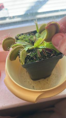 https://user-images.myplantin.com/prod/comments/afe167b9-ef81-4c9a-b1e6-463f18154532.jpg