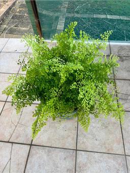 https://user-images.myplantin.com/prod/comments/affe9c98-f5dd-4a58-9108-e31d91779179.jpg