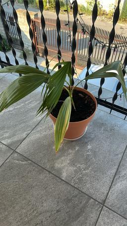 https://user-images.myplantin.com/prod/comments/b0357c06-321d-488a-9c64-53d1b0c5fff1.jpg