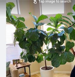 https://user-images.myplantin.com/prod/comments/b2dbc8ff-54e3-4211-b2a0-3653a9a519f2.jpg