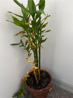 https://user-images.myplantin.com/prod/comments/b350ca4a-be28-44b3-8463-8f5296f11a5e.jpg